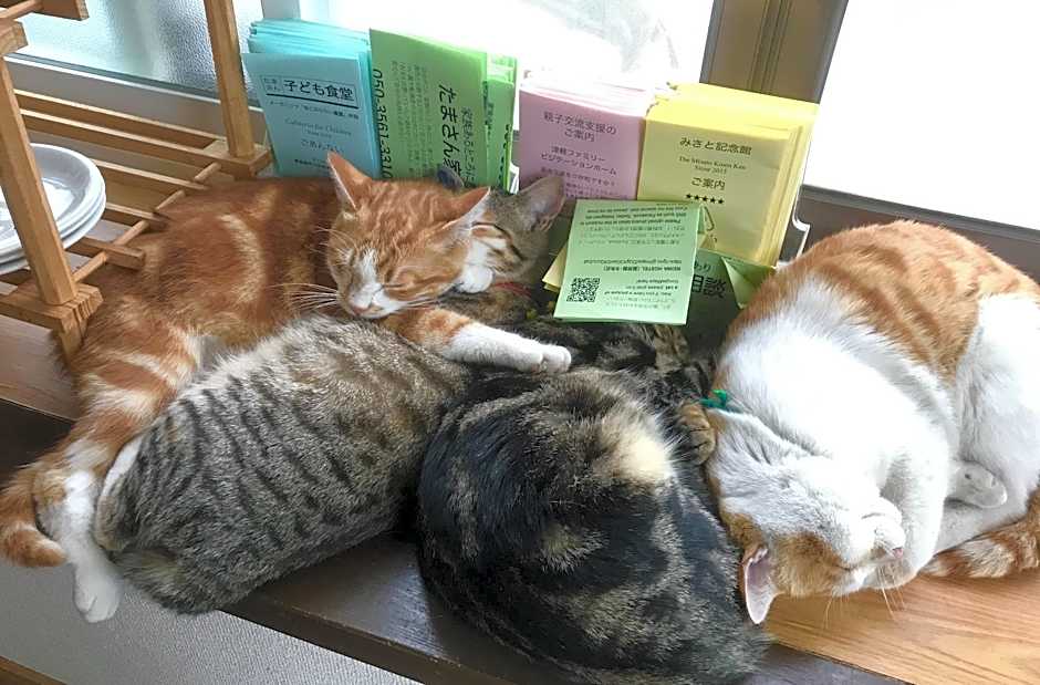 Misato Kinenkan, A Guest House Full Of Cats