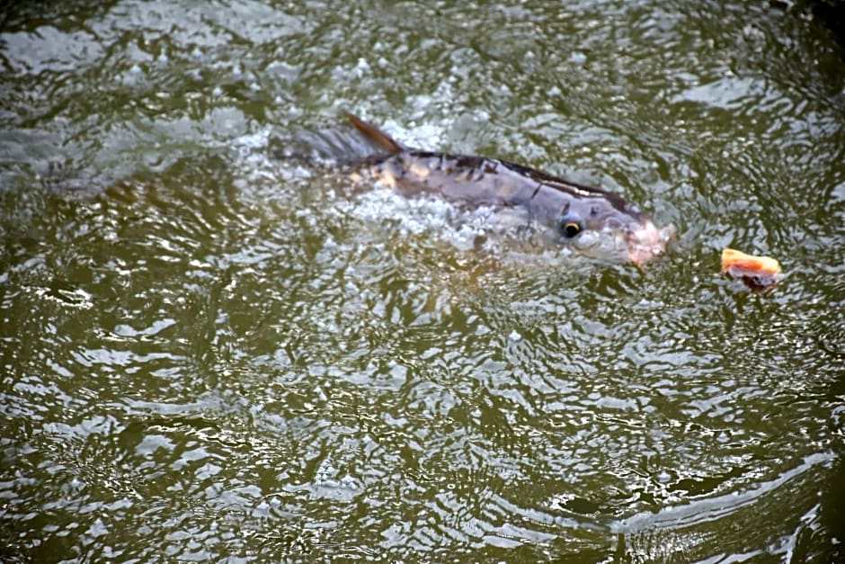 La mare aux canards