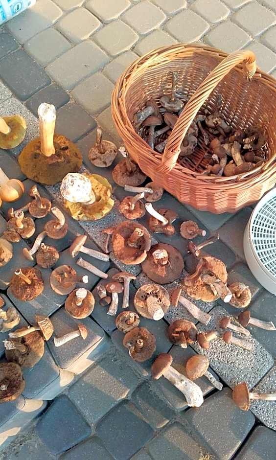 Domek letniskowy Orzechowa