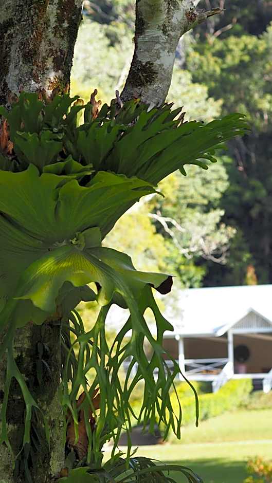 Nightcap Ridge - Byron Bay Hinterland