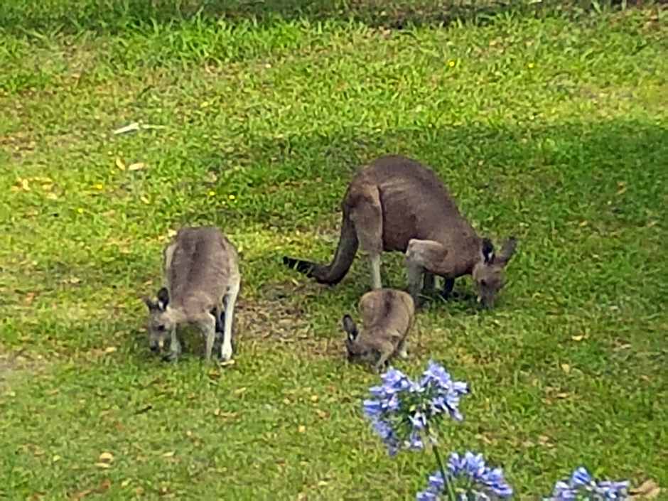 Forest view bungalow