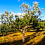 Mezzano In Chianti