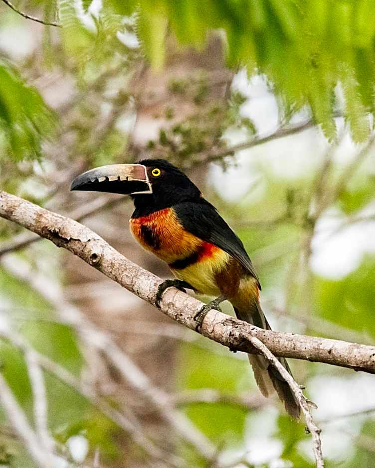 Azul Nomeolvides Bacalar - Guests Only