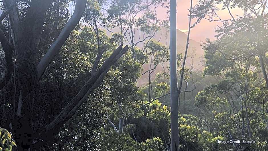 Ecoasis Mami Wata Rainforest Haven