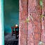 Casita Tonina