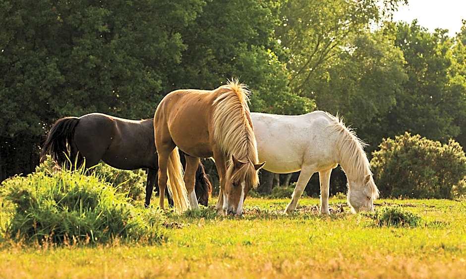 Sandy Balls Holiday Village