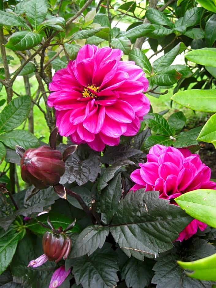 Sunflower Bed & Breakfast