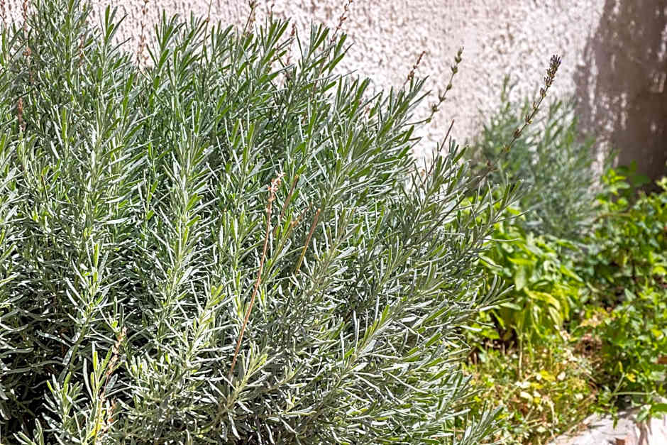 B&B La terrazza sul mare