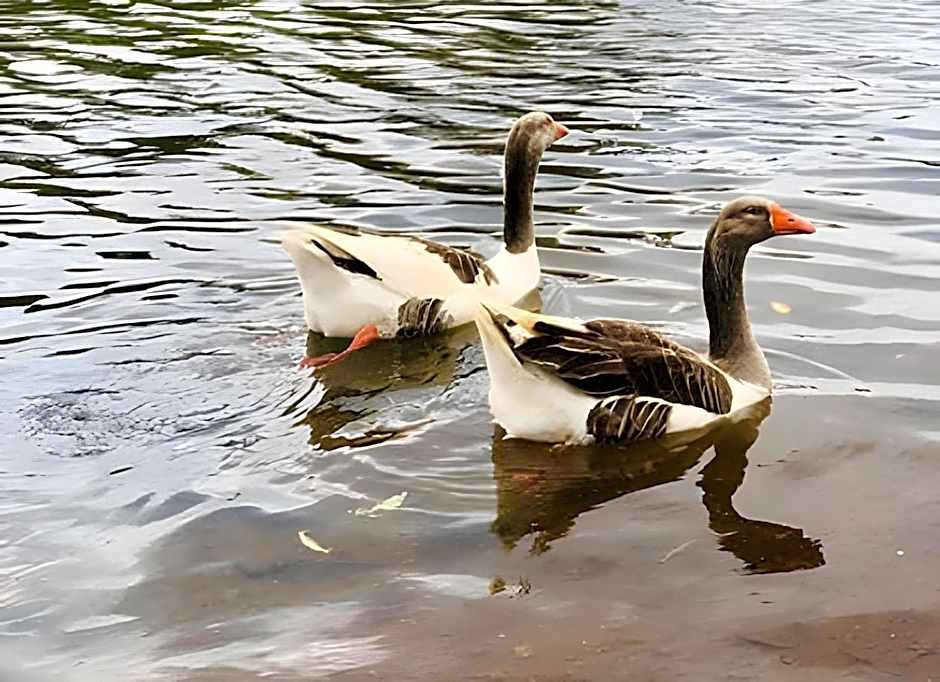 Studio BSB Nova Capital.