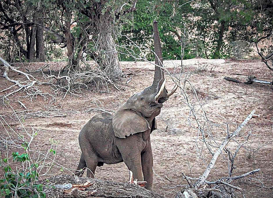 Baluleni Safari Lodge