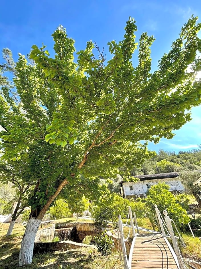 Olympos Angels Garden