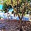 Residence-Apartment-Giuliano-Punta Skala,