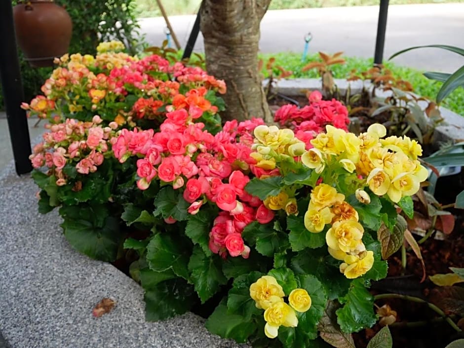 Look at Home Lamphun