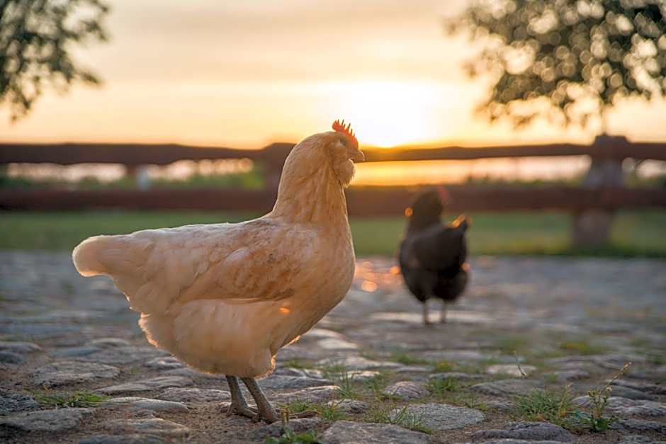 Golchener Hof - Familienhotel & Bauernhofurlaub in Mecklenburg