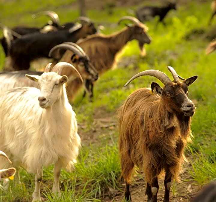 Bergerie du Prunelli