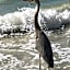 Estero Beach And Tennise Club 1008 B