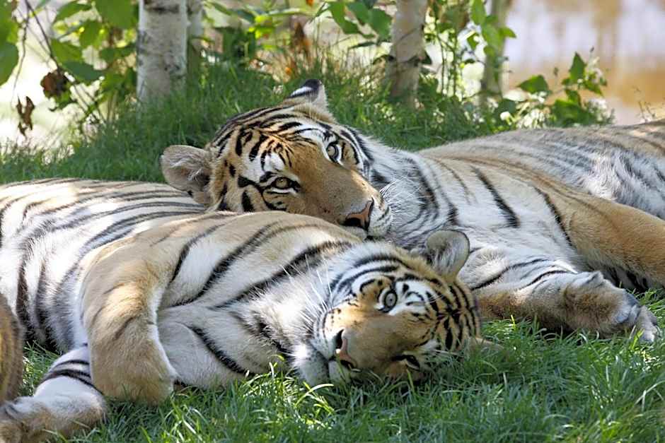 Travelodge by Wyndham Alma