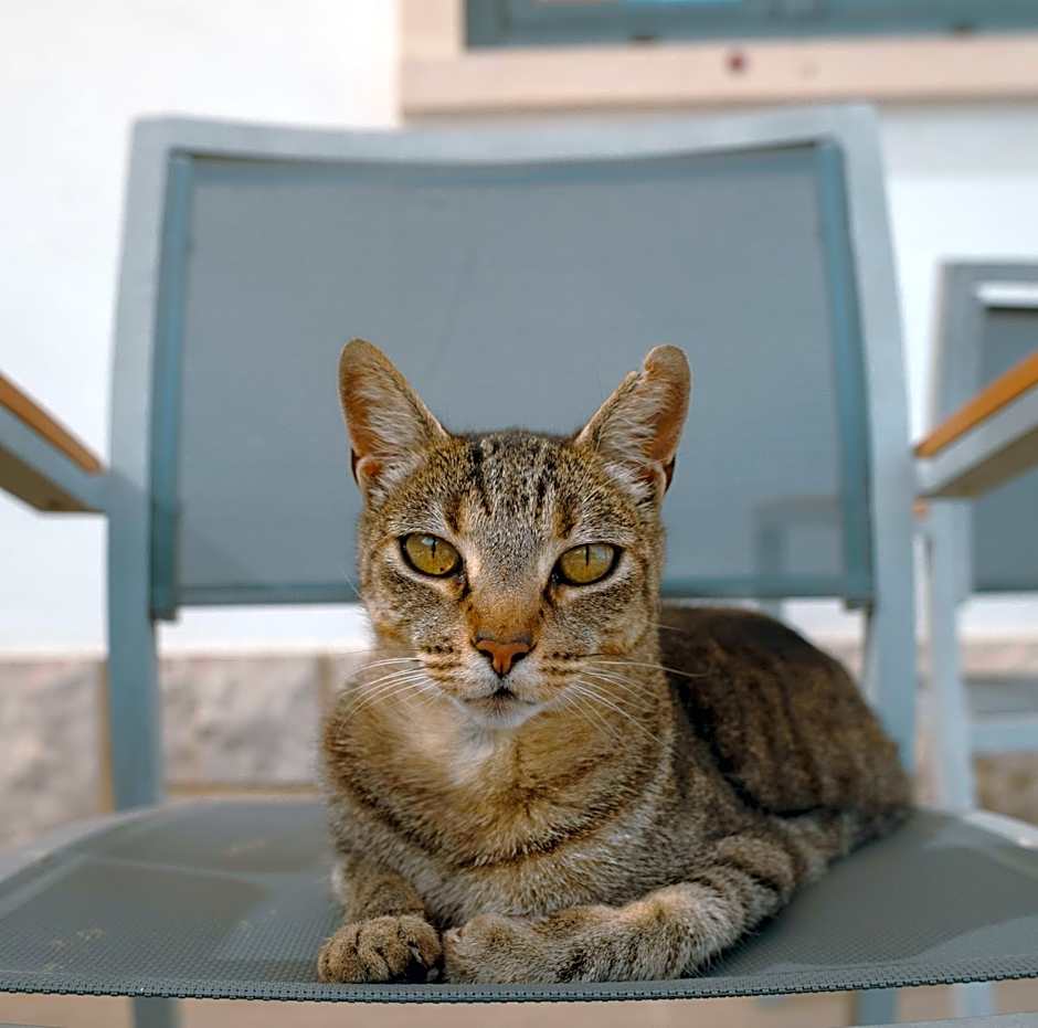 Villa Caparica Hostel