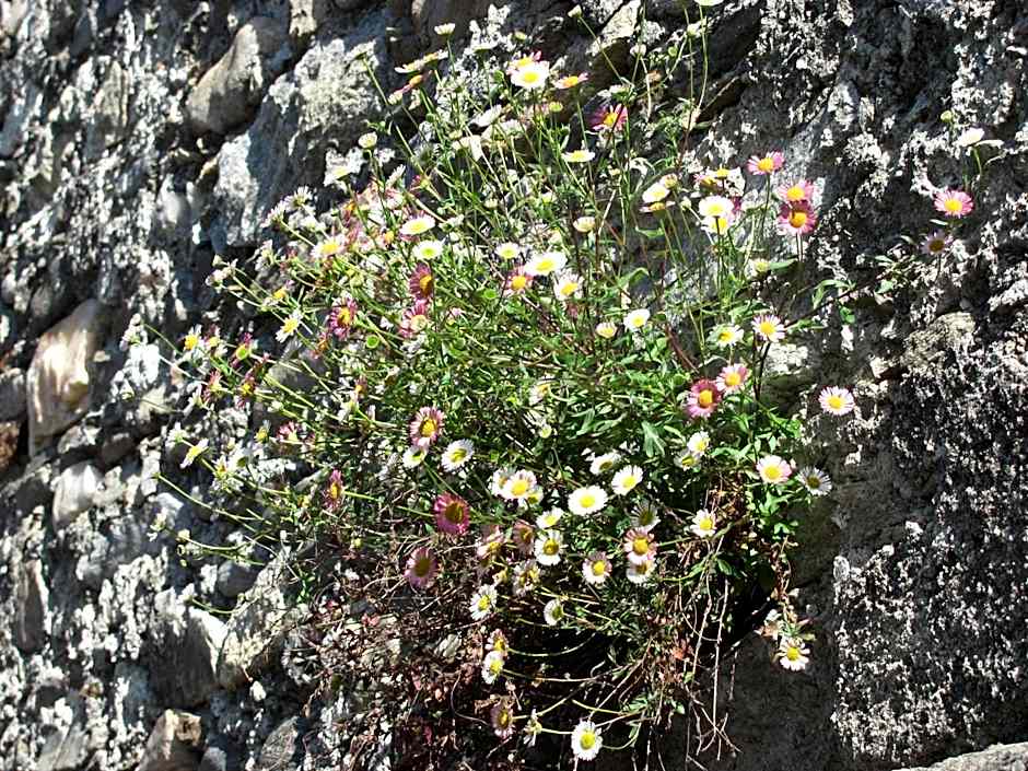 Albergo La Genzianella