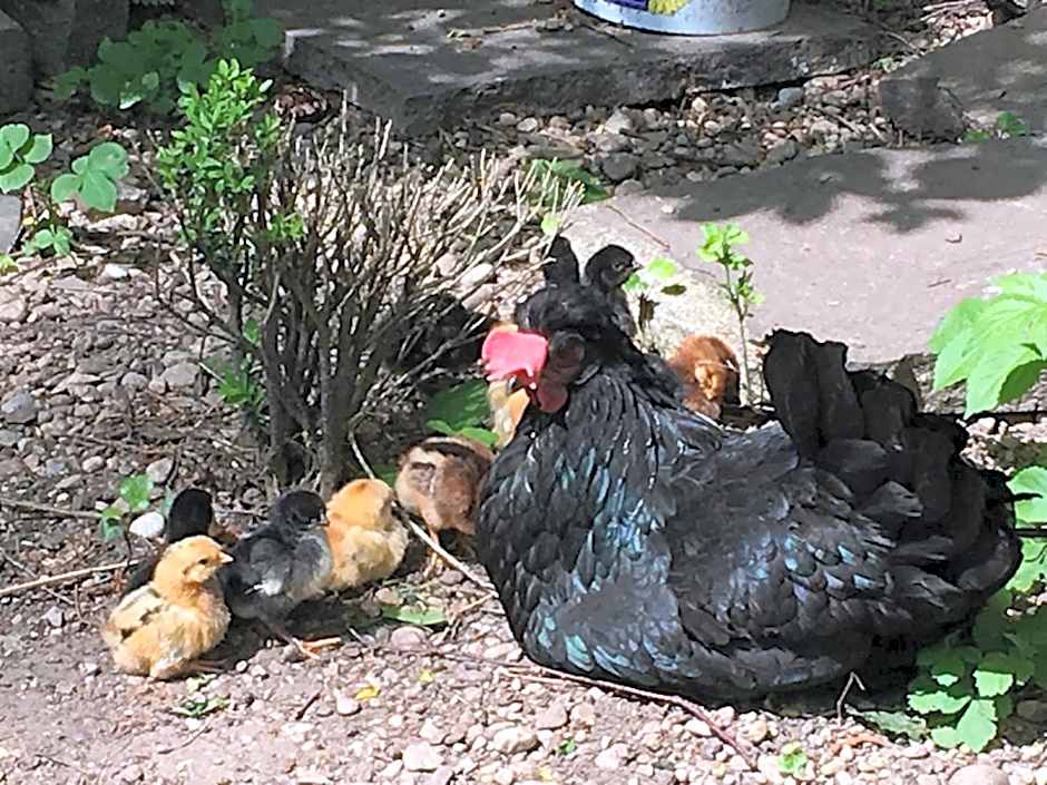 Hotel Gasthof Alte Post - Restaurant offen