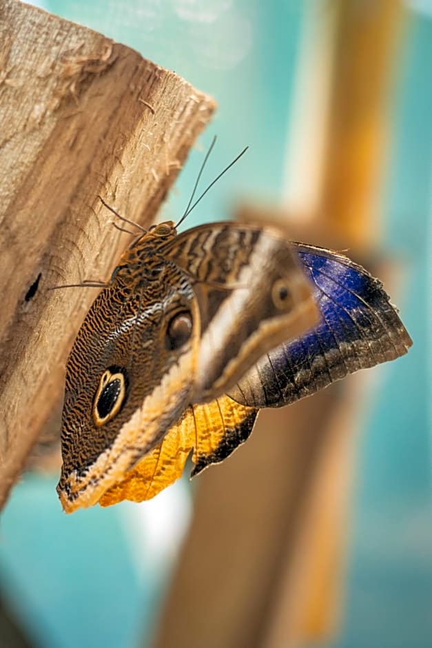 Paraiso Volcano Lodge