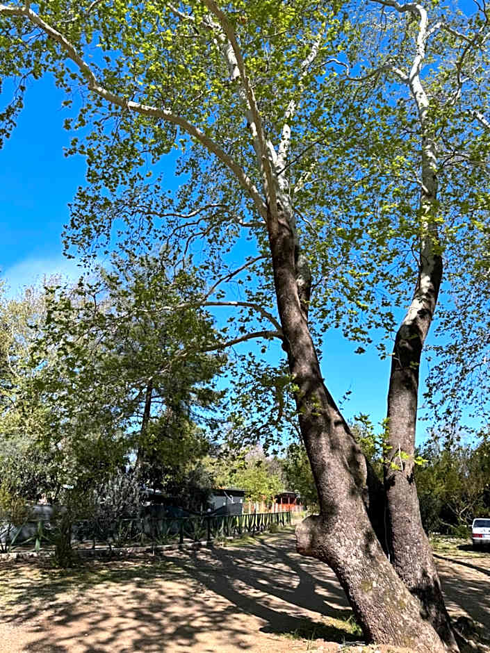 Hotel Yavuz Bungalow