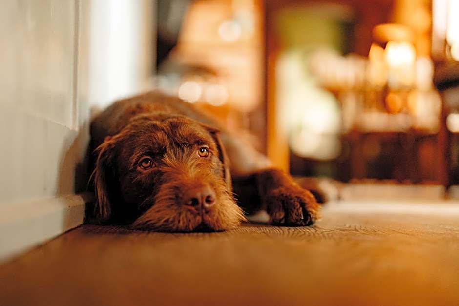 Wheatacre White Lion