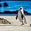 Bosky Dell on Boulders Beach
