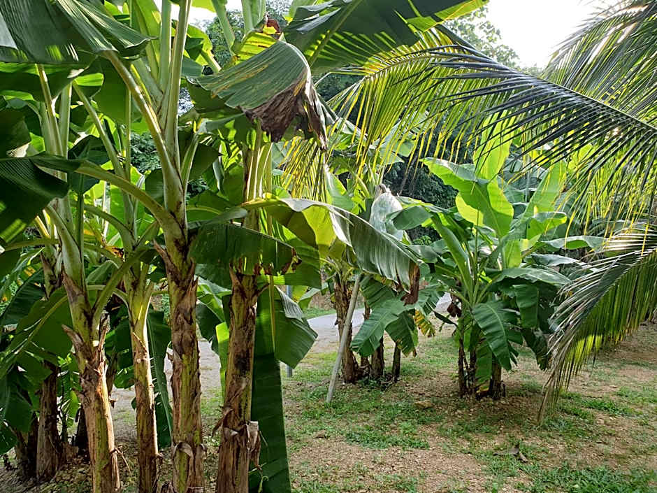 Baan Suan Coconut Ko Yao Noi