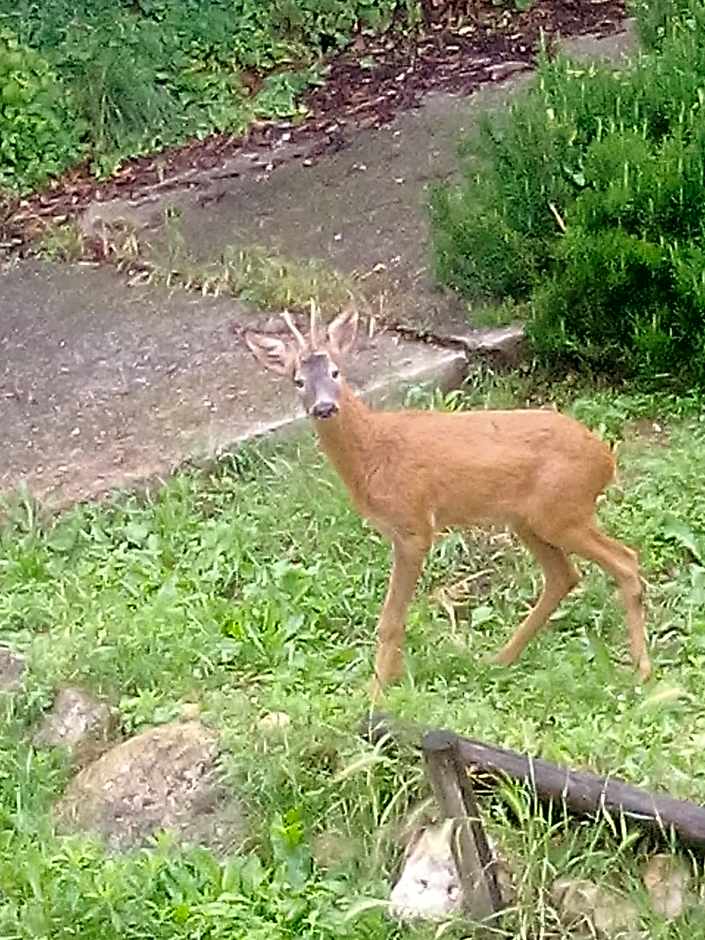 B&B Il Suono del Bosco