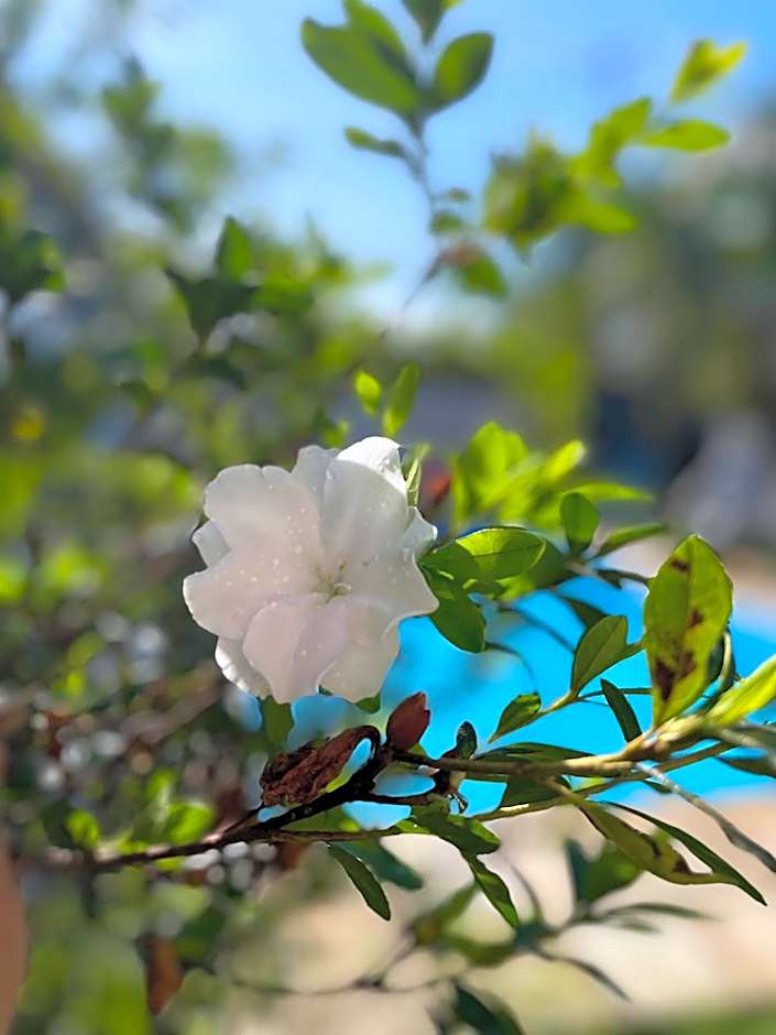 Pousada Jardins Paraty