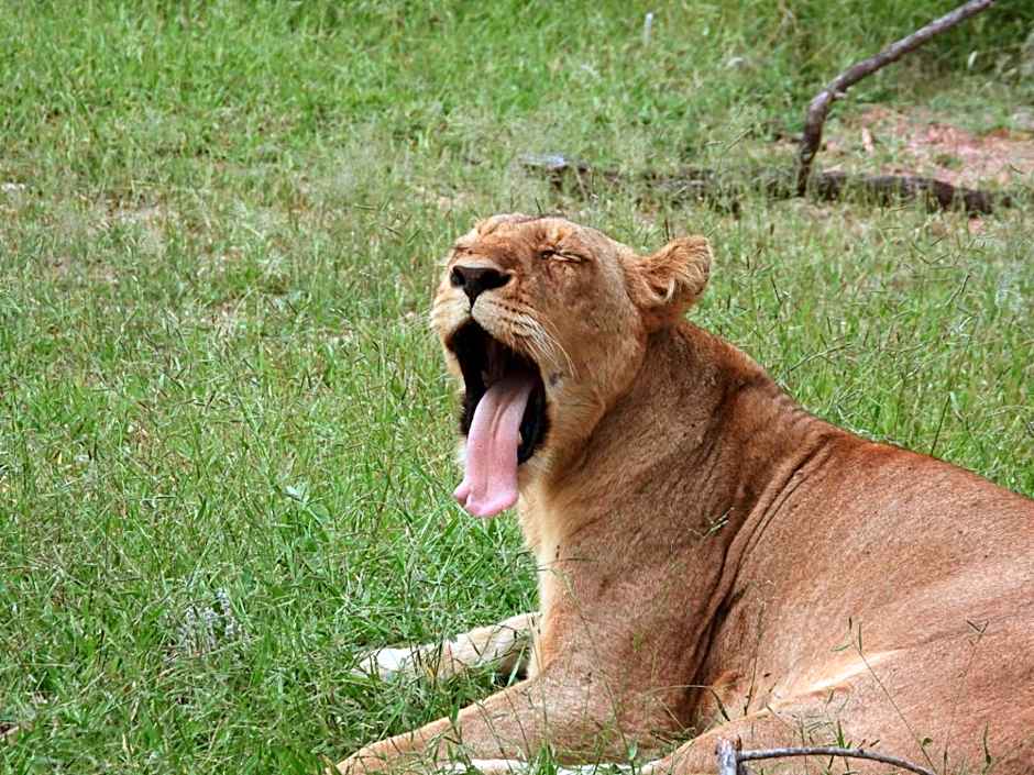 Barn Owl Lodge, Mjejane Game Reserve, Greater Kruger Park