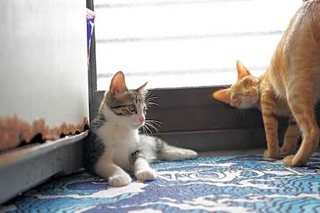 BO Freediving Private House