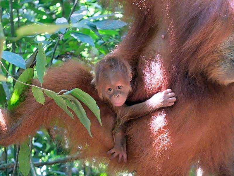 Asim Paris Guesthouse & jungle trekking