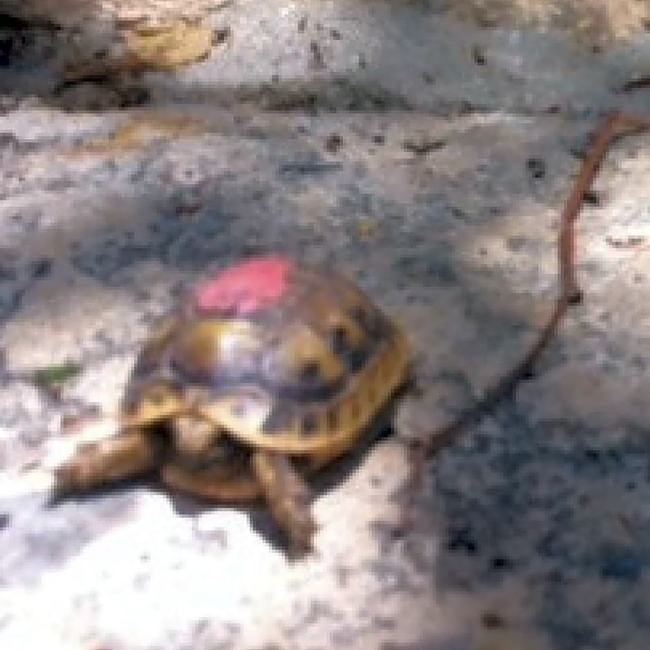 Myrtle the Turtle Guesthouse