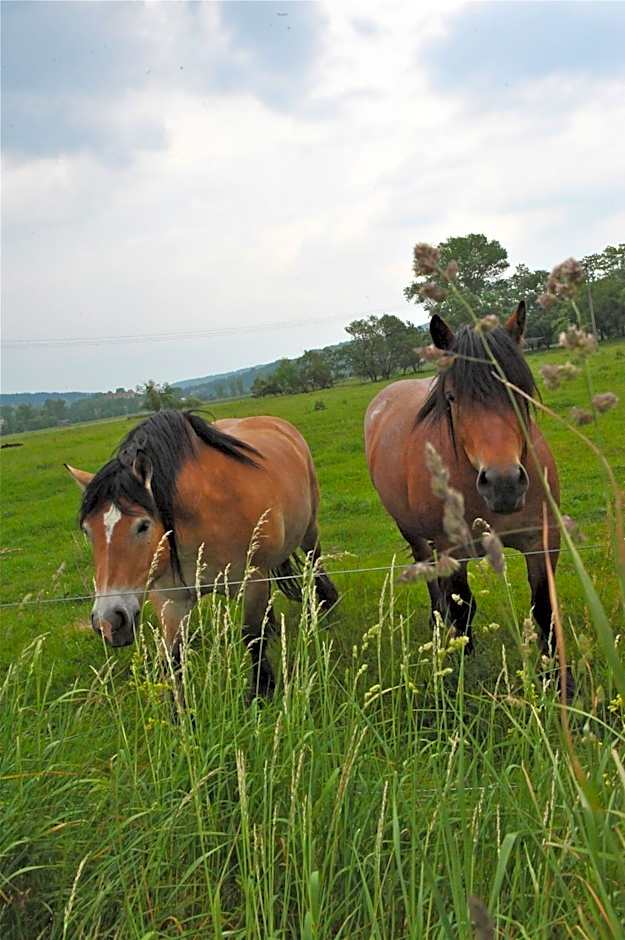 Biohotel Stiftsgut Wilhelmsglücksbrunn