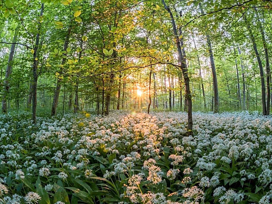 Jagdschloss Mönchbruch