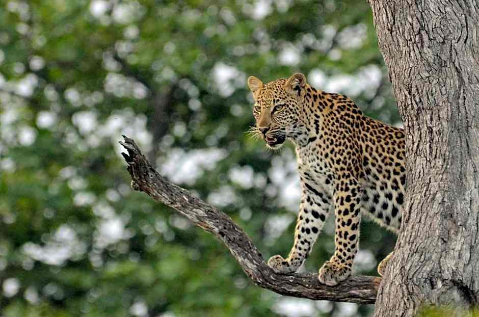Tingala Lodge - Bed in the Bush