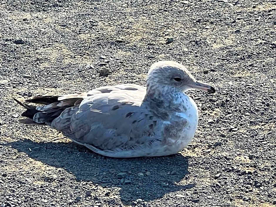 Comfort Inn near Hearst Castle - Cambria