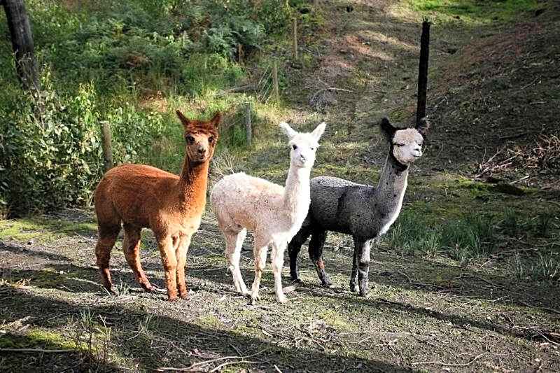 Home Farm Healesville