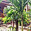 Lanta Maikeaw Bungalow