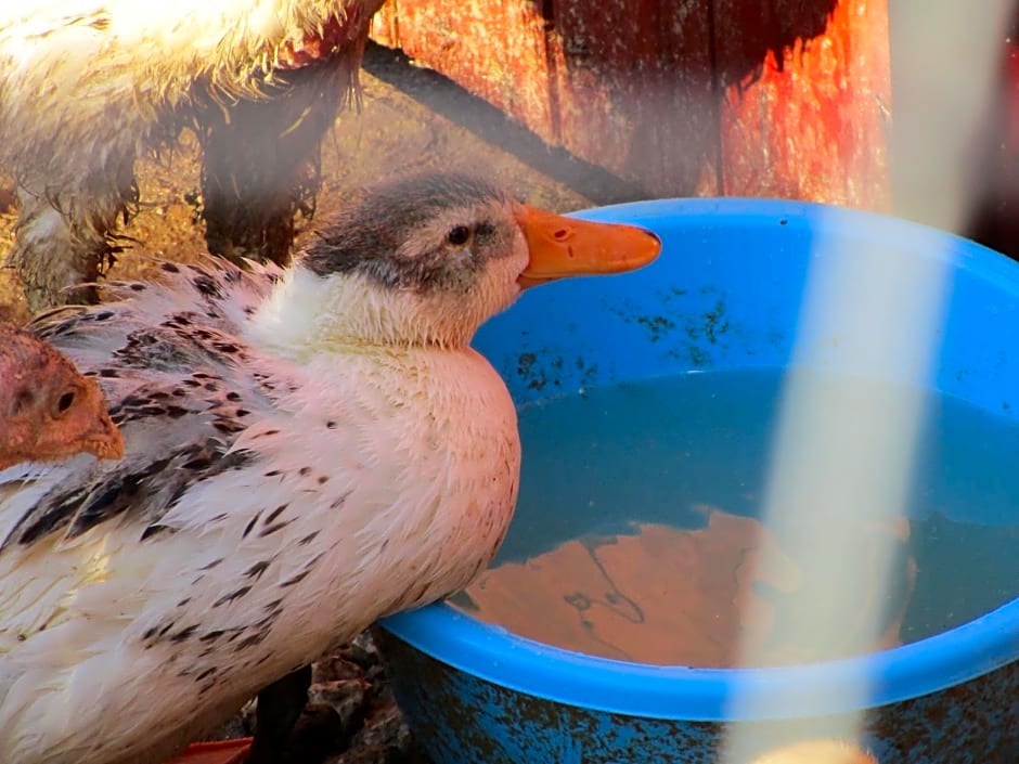 Alla Contrada degli Asinelli