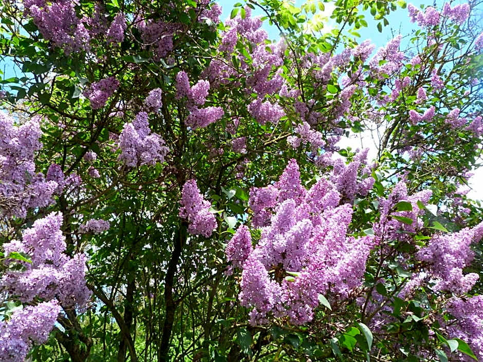 Chambres d'hôtes Logis Du Jerzual