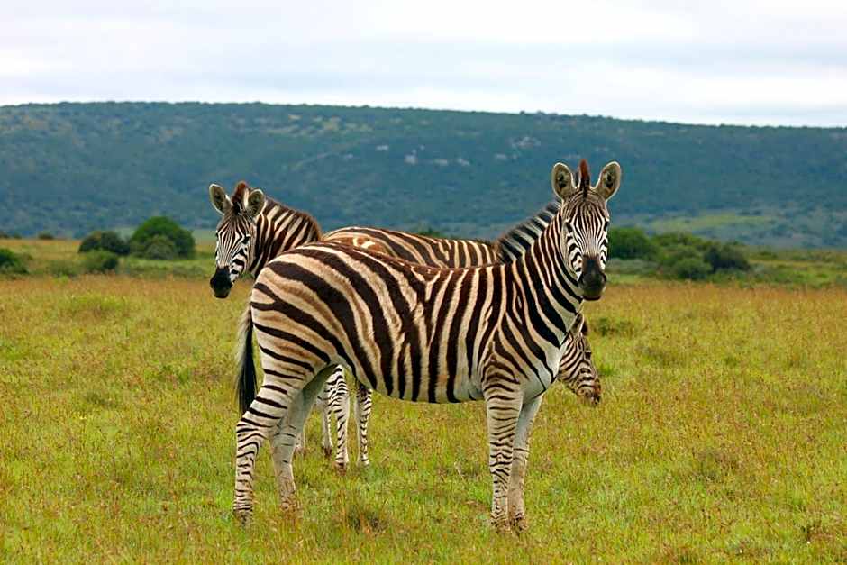Leeuwenbosch Country House - Amakhala Game Reserve