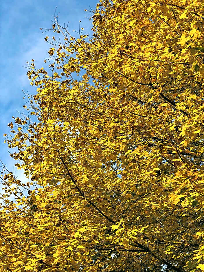 HOTEL HOLIDAYS a Barrea - Natura, Relax e Benessere nel Parco d'Abruzzo