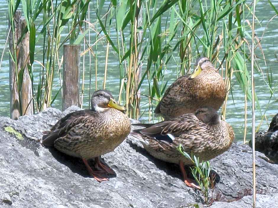 Landhaus Leitner am Wolfgangsee