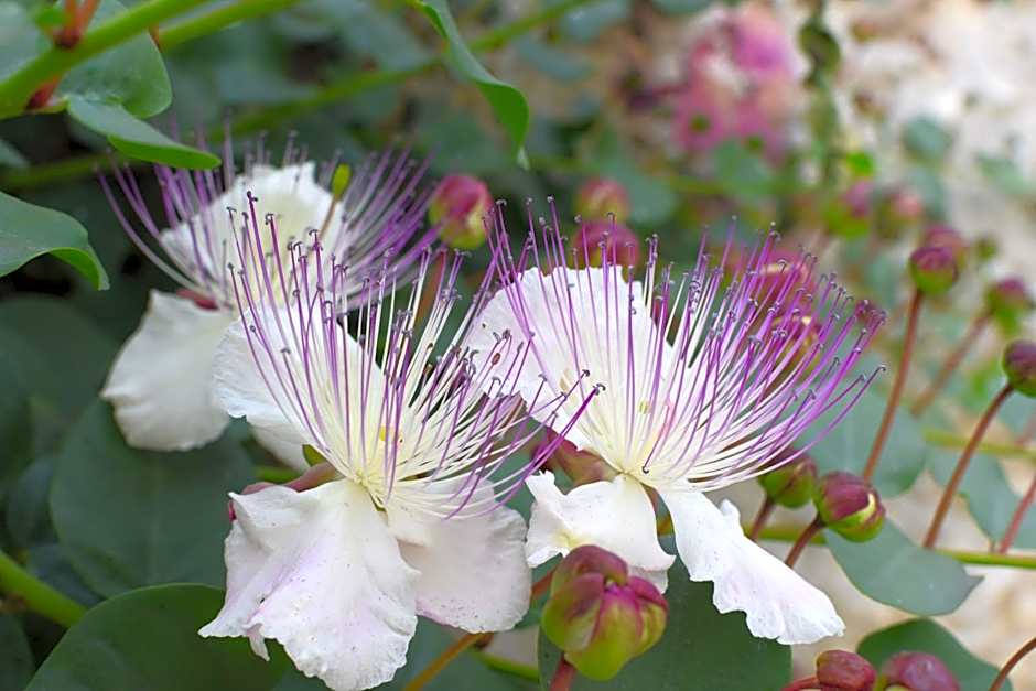 Argeste Club Vacanze