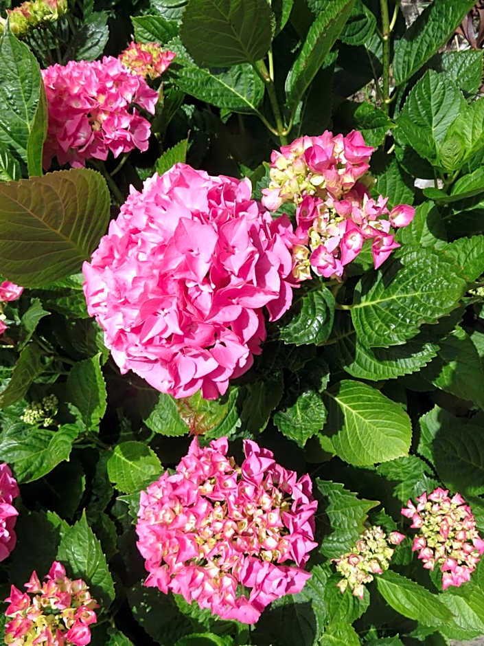 Le Jardin A Mordreuc – Pleudihen-sur-Rance, VA