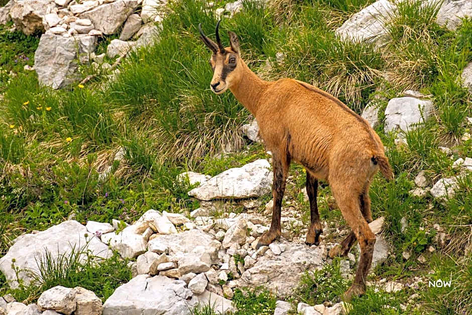 Hotel Monte Baldo