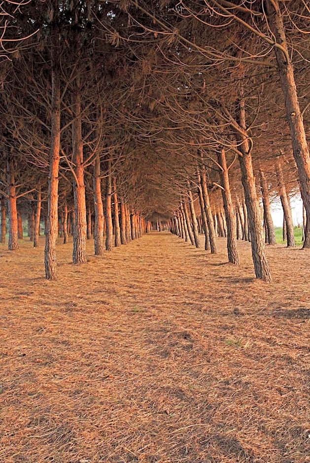 Hotel Parco degli Ulivi